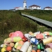 lighthouse_island_seal_machias_v_0292_can0323.jpg
